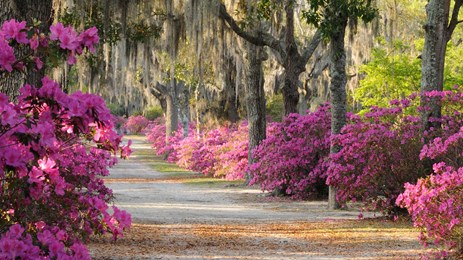 Exploring the Low Country: Cumberland Island to Charleston
